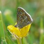 brown argus